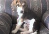 Hanna-perrita-beagle-sentadaJPG