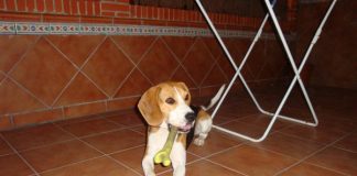 Keiko, perro beagle de Sevilla