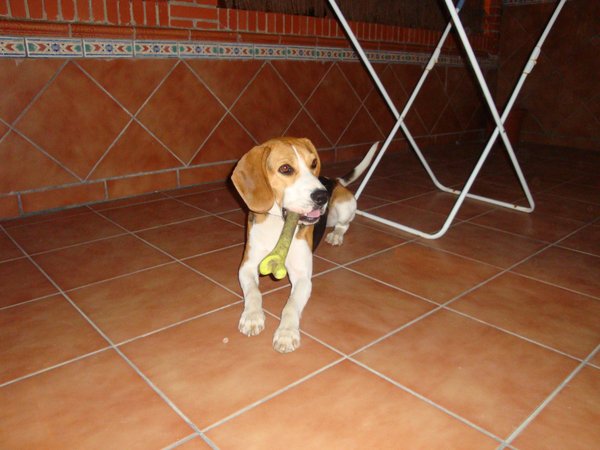 Keiko, perro beagle de Sevilla