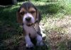 Lukas-beagle-Guatemala-sentado