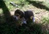 Lukas-cachorro-beagle-Guatemala