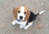 Pyme-inteligencia-de-los-perros