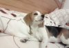 Pyme-perrita-beagle-cama
