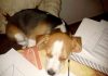 Pyme-perrita-beagle-duerme