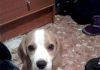 Pyme-perrita-beagle-sentada