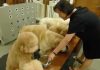 video-de-perros-comiendo