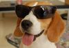 Luna-perra-beagle-con-gafas