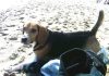 Beagle-Peke-Barcelona-playa
