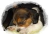 Cachorrita de beagle Sofi dormida