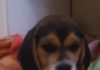 Dulce-cachorrita-beagle-Colombia-1