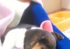 Dulce-cachorrita-beagle-Colombia-2