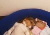 Dulce-cachorrita-beagle-Colombia-5