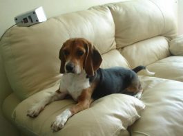 Whisky, un beagle de México