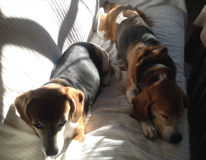 brillo-pelo-perros-beagles