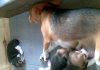 beagle-Wanda-y-cachorros