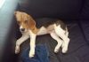 beagle-Reggina-de-Argentina