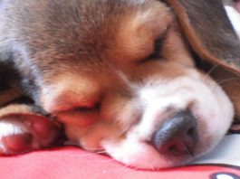 cachorro-beagle-Golfi-Canarias