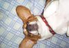 beagle-Bruno-Colombia