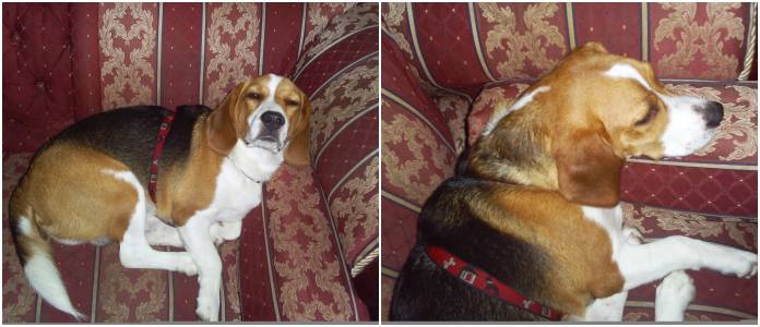 beagle de Colombia en el sofá