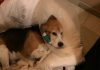 beagle enfermo otohematoma canino