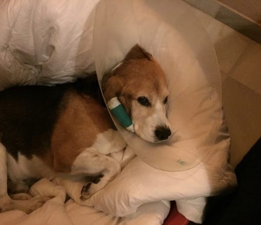 beagle enfermo otohematoma canino