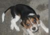 Toby cachorro beagle