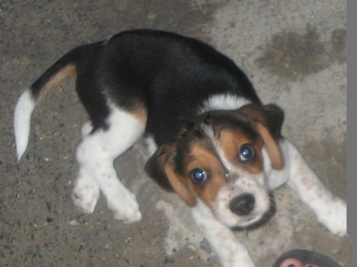 Toby cachorro beagle