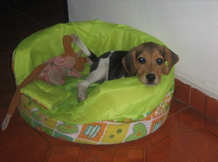 fotos de beagles-Kiara-Colombia