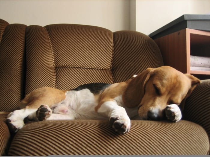 Dexter perro beagle para monta