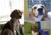 perro beagle Dexter (Asturias)