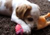 Luna beagle mezcla con su juguete