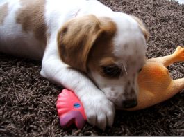 Luna beagle mezcla con su juguete