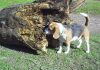 Aura perrita beagle tricolor