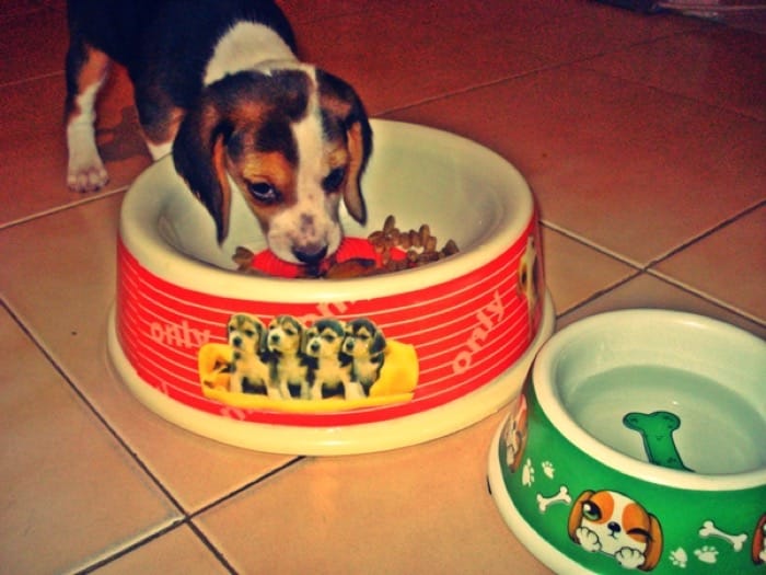 cachorrita-beagle-sydney-comiendo