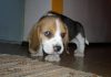 cachorro-de-beagle-lorenzo-uruguay