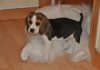 athos-cachorro-beagle-tricolor
