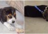 cachorro-beagle-Rocco-Venezuela