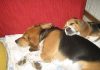 perros-beagles-el-salvador