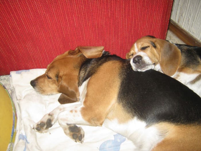 perros beagle de el salvador