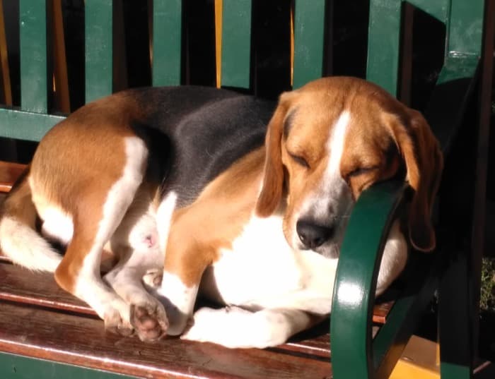Chester beagle travieso menos cuando duerme