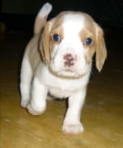 matias-cachorro-beagle-de-colombia
