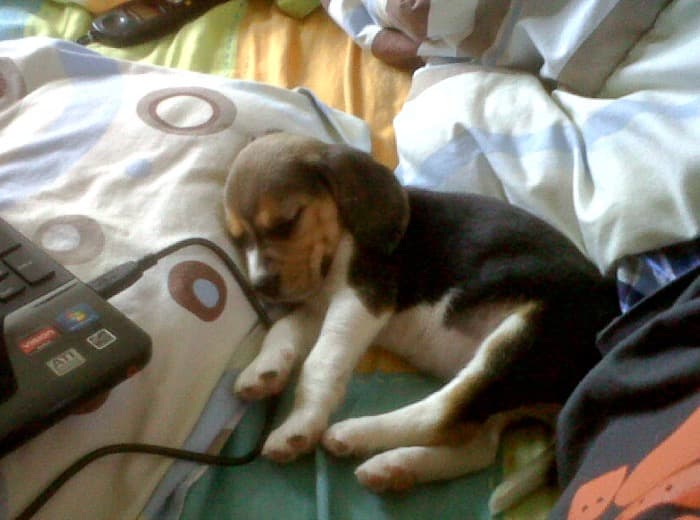 cuanto-duermen-los-cachorros-beagle-leah