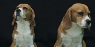 beagle tricolor Bart