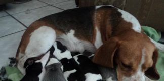 beagle Plata camada cachorros