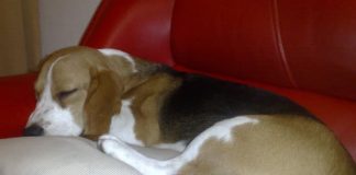 beagle tricolor de Montevideo - Lorenzo