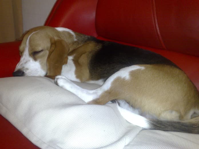beagle tricolor de Montevideo - Lorenzo