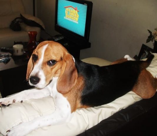 Luna beagle tricolor de Mexico