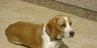 Pepe beagle bicolor de Colombia