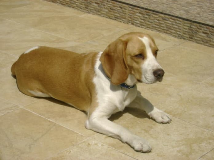 Pepe beagle bicolor de Colombia