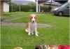 beagle limón en el jardín - Pepe